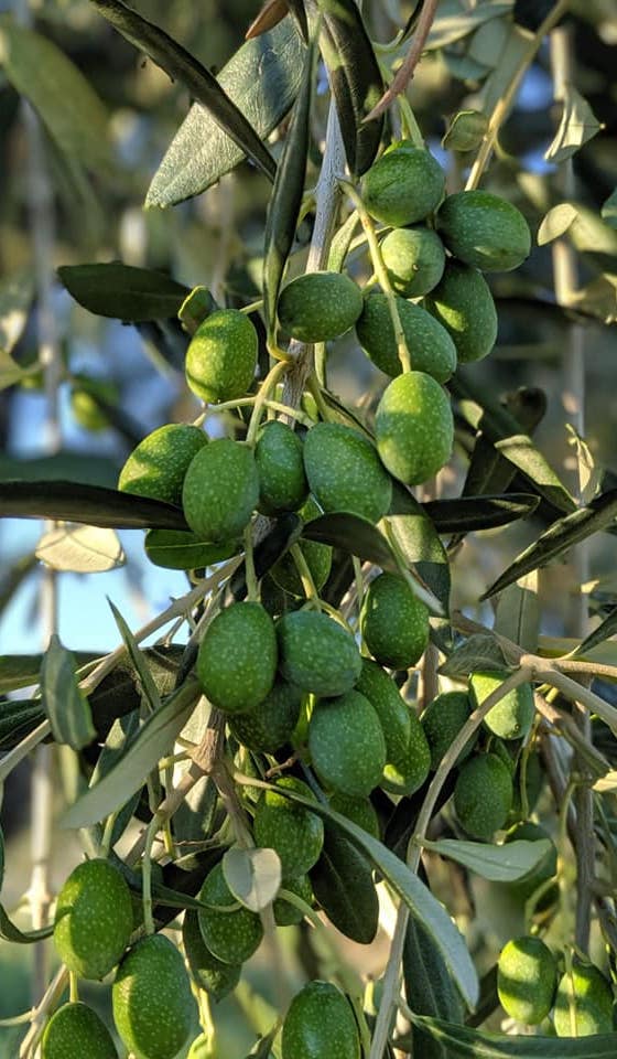 olive ogliarola garganica Masseria Papone