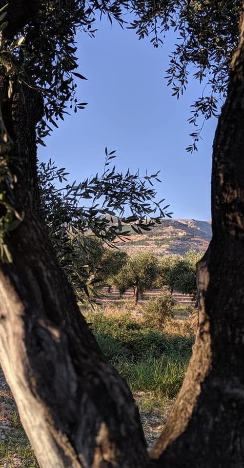 oliveto Puglia produzione olio